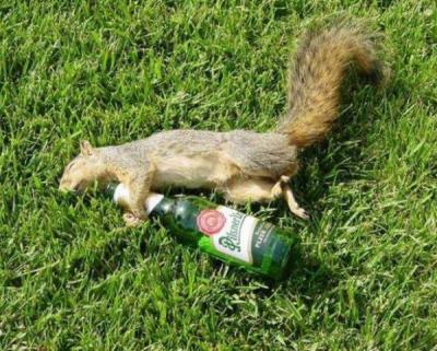 Прикрепленное изображение: белка.jpg